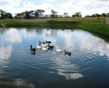 Integrated_fish_farm_ducks_in_the_fish_pond.jpg