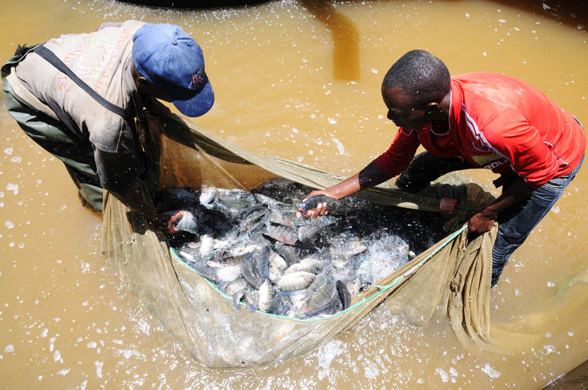 Towards a more sustainable and efficient way of producing fish in Kenya