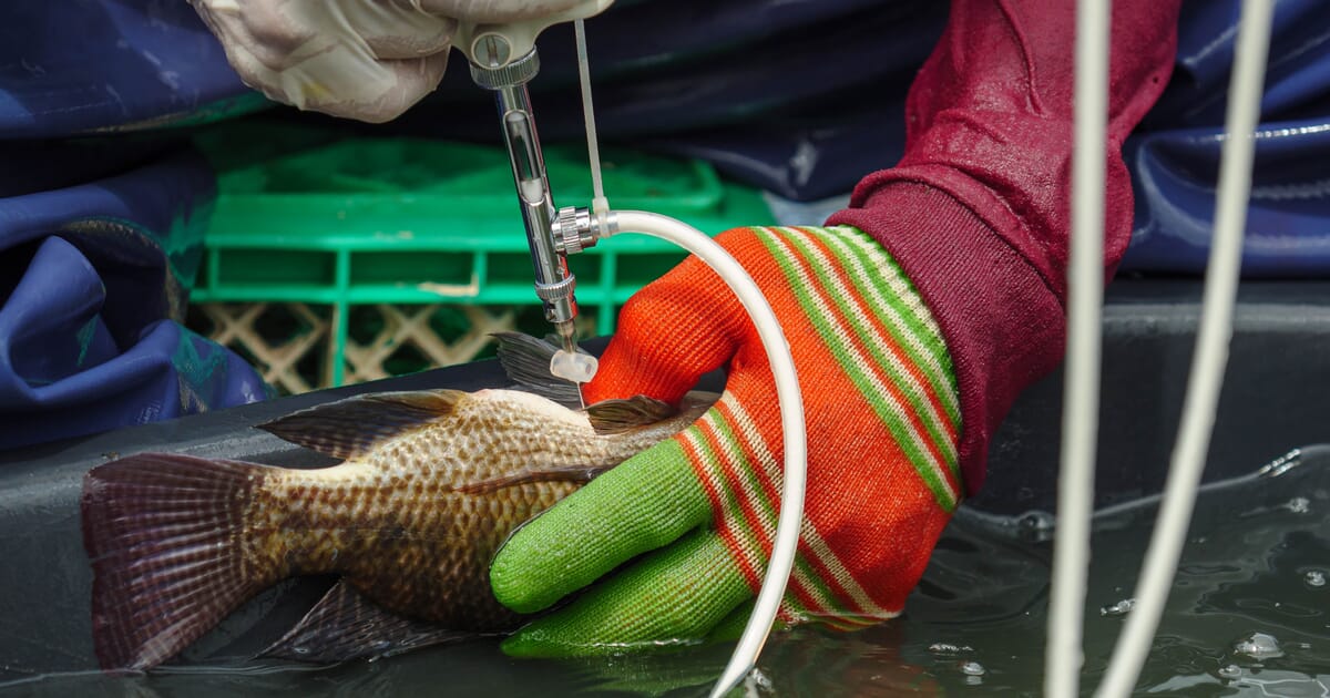 Vaccines provide tilapia producers with a platform for sustainable growth